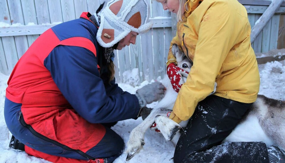 Dr Ingebjørg Helena Nymo (right), senior researcher at the Norwegian Veterinary Institute and PhD student Ester Malmstrøm from the Inland Norway University College of Applied Sciences taking a blood sample from a young reindeer. Photo: Emma Vangen / Norwegian Veterinary Institute.