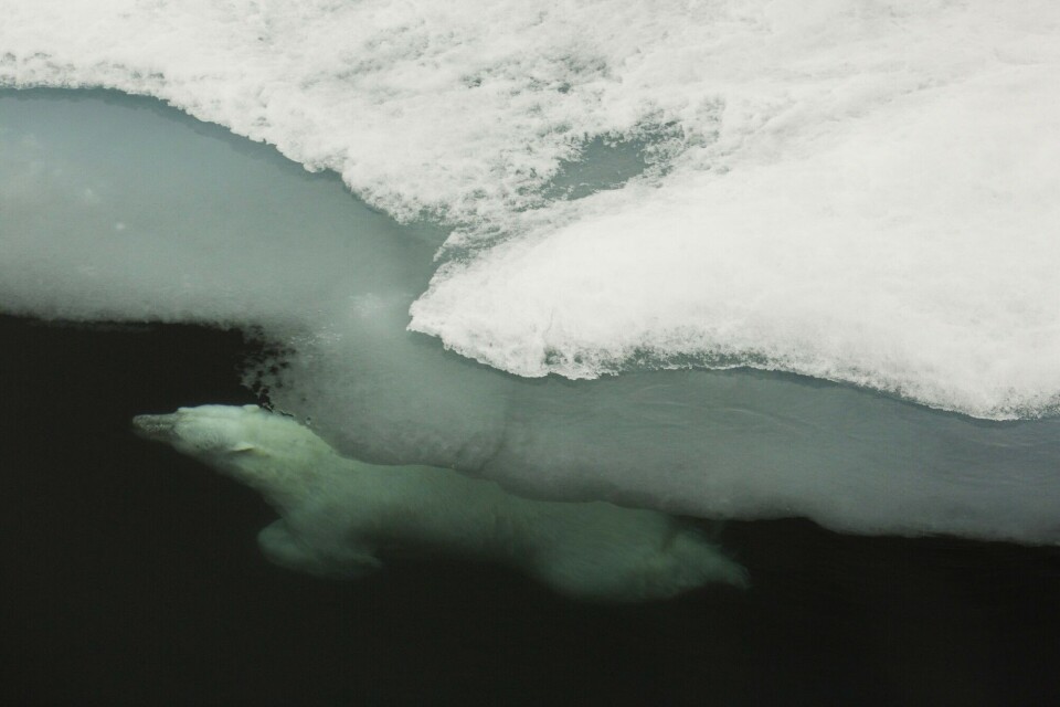 Holy diver! An old male polar bear diving in the pack ice north of Svalbard in August 2015. Photo: Jon Aars / Norwegian Polar Institute.