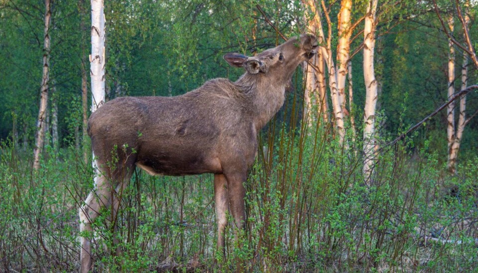 Cross-border migration among wildlife populations and reindeer herds can potentially contribute to the spread of pathogens between countries. This underscores the need for continuous monitoring to safeguard the health of both domestic animals and native wildlife in Norway.Photo: Morten Günther / Norwegian Institute of Bioeconomy Research.