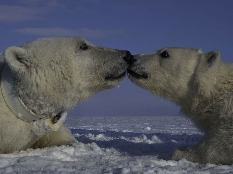 Mom with collar. Female with a newly deployed satellite collar, with her yearling daughter. The collar records activity (proportion of time with recorded movement within 2-hour periods, at 1-second resolution), a percentage of time in the water, and temperature.Jon Aars / Norwegian Polar Institute