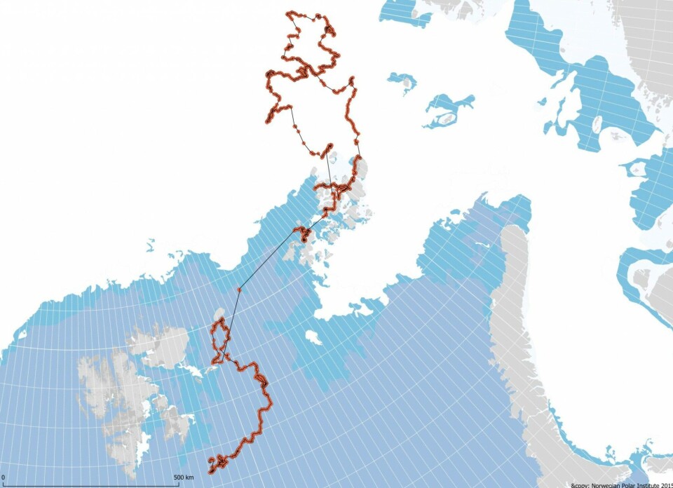 Long distances. Track of a GPS satellite collar. The straight lines show swimming. In June 2018 (for which sea ice distribution is shown) she swam more than 400 km during more than a week to get from eastern Svalbard to Franz Josef Land, stopping to rest for 20 hours on some sea ice.