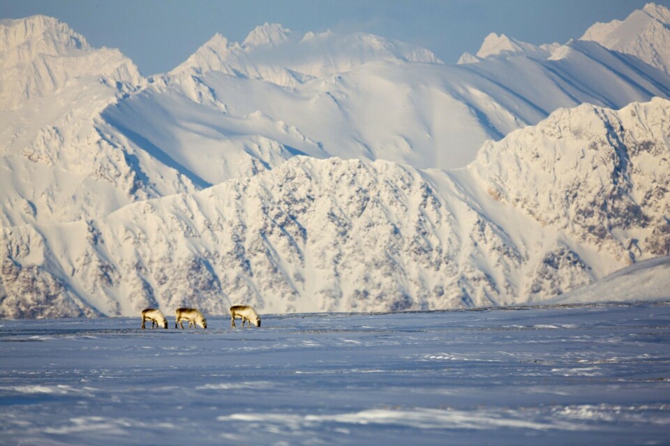 What can 40 years of reindeer monitoring data tell us?