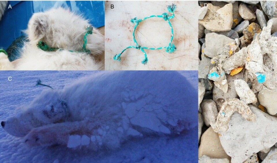 A-C: Entangled arctic fox captured in a trap. Photo: K Bælum. D: Arctic fox scats with many bright colourful plastic fragments. Photo: A Lindseth