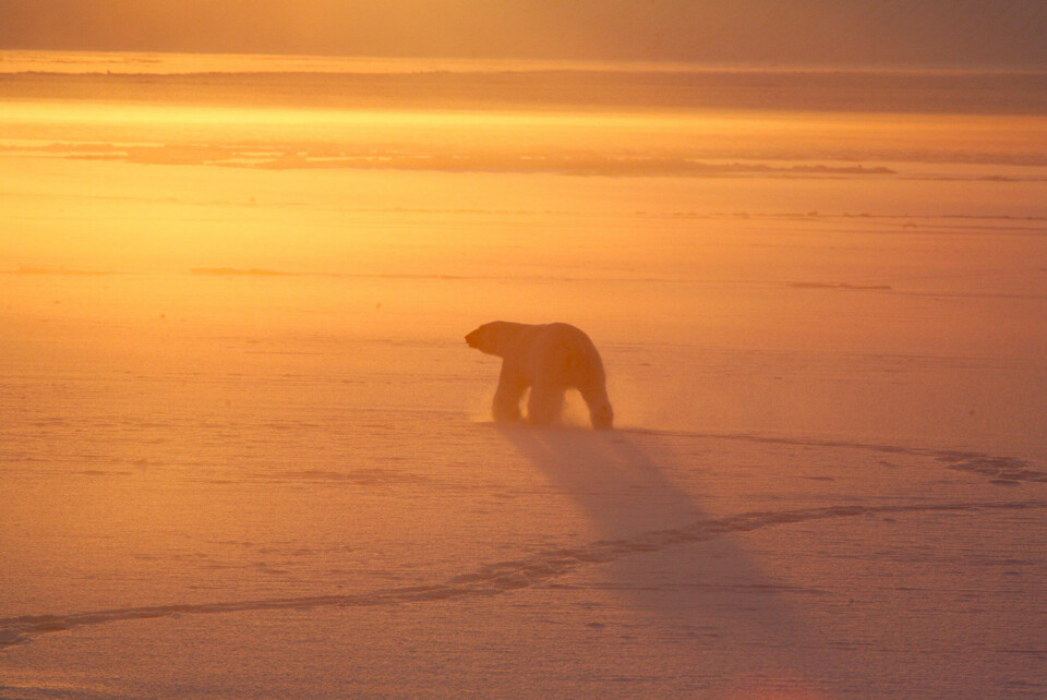 A full-grown male bear saunters into golden sunlight on a cold April evening. Photo: Magnus Andersen / Norwegian Polar Institute