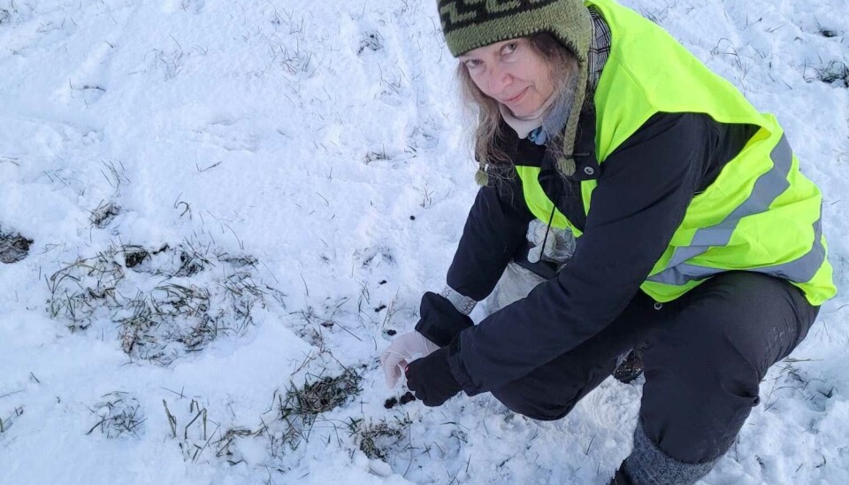 Dr Galina Gusarova, researcher at the Arctic University Museum in Tromsø, collecting reindeer scat samples. Photo: UiT The Arctic University of Norway.
