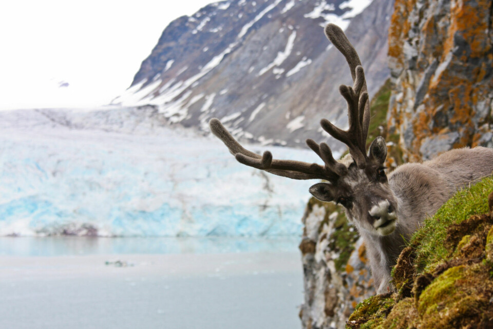 Rapid, dramatic climate changes have taken place since the monitoring started four decades ago. The reindeer have lived through both cold, stable winters in the 1980s, and milder, rainier winters that started to become more frequent in the 1990s, a trend that has accelerated rapidly into the new century. Photo: Tore Nordstad