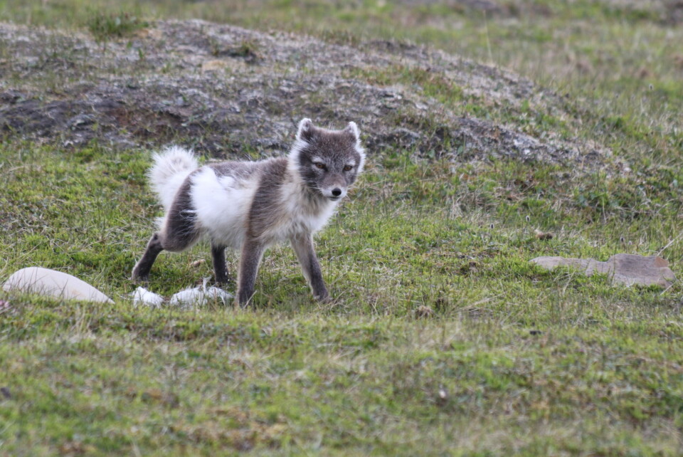 Photo: Kim Holmén / Norwegian Polar Institute