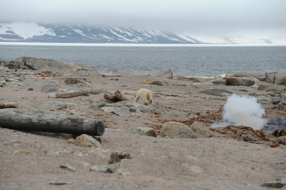 Researchers from the Norwegian Polar Institute were at work on the beach when a polar bear approached. They were able to scare it away with a bear banger. Photo: Kit M Kovacs and Christian Lydersen / Norwegian Polar Institute