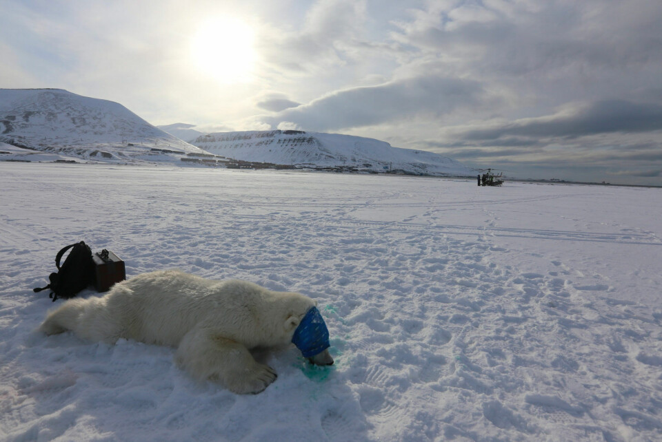 Bears sometimes come near Longyearbyen and on rare occasions they refuse to be chased away. When that happens, personnel from the Governor of Svalbard and the Norwegian Polar Institute may sedate the bear and airlift it to a place where it no longer poses a threat. This bear is, a three-year-old male, was moved from Longyearbyen in April 2016. The blue scarf wrapped around its head protects its eyes while it is sedated. Photo: Magnus Andersen / Norwegian Polar Institute