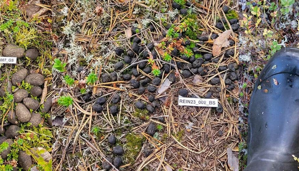 Analysing scat samples from reindeer, moose and brown bear populations is instrumental in developing and testing various molecular-genetic monitoring methods, and contributes to the establishment of a long-term biobank. Photos: Tommi Nyman / Norwegian Institute of Bioeconomy Research.