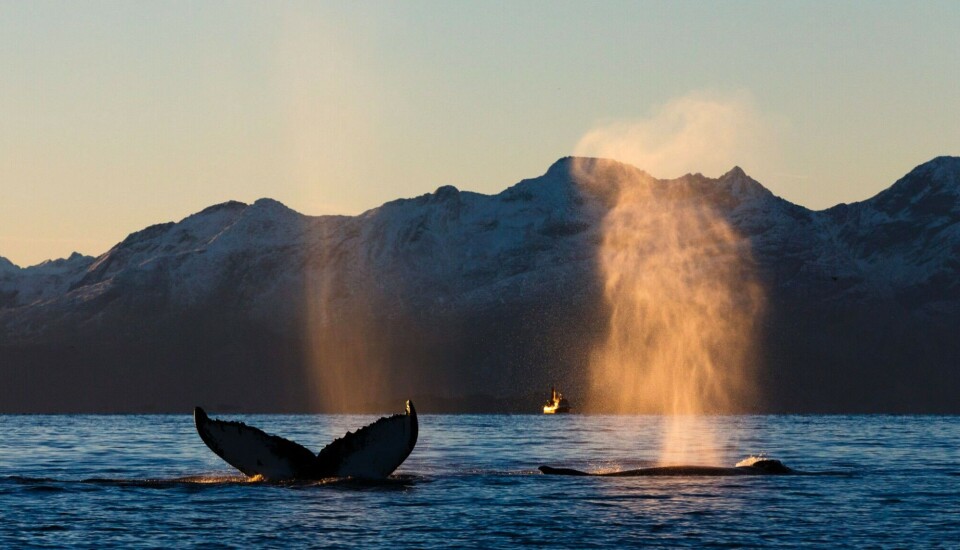 Photo: Espen Bergersen