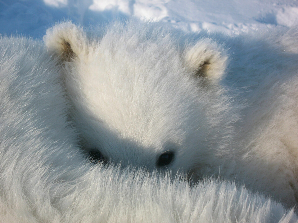 Polar bear cubs are shy of strangers and stay close to their mother for the first few weeks after emerging from their den. This cub is about four months old.Photo: Magnus Andersen / Norwegian Polar Institute