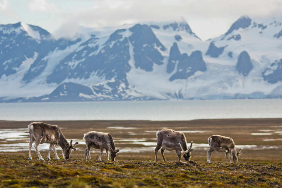 Summer monitoring of Svalbard reindeer gives research and management information on the total number of animals and the sex and age distribution in the population, reproduction (calf per female rates) and mortality (carcass count). The longest time series (Adventdalen and Reindalen) started in 1979.