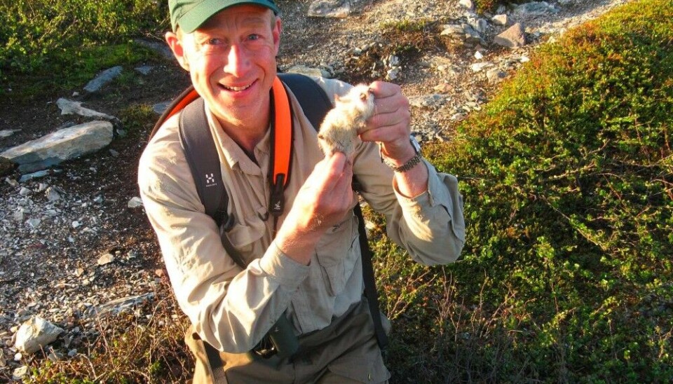 The lemming is a key species in northern mountains and tundra and is affected by climate change. These rodents have been a constant research interest for Rolf A Ims. Photo: Xavier Lambin / University of Aberdeen.