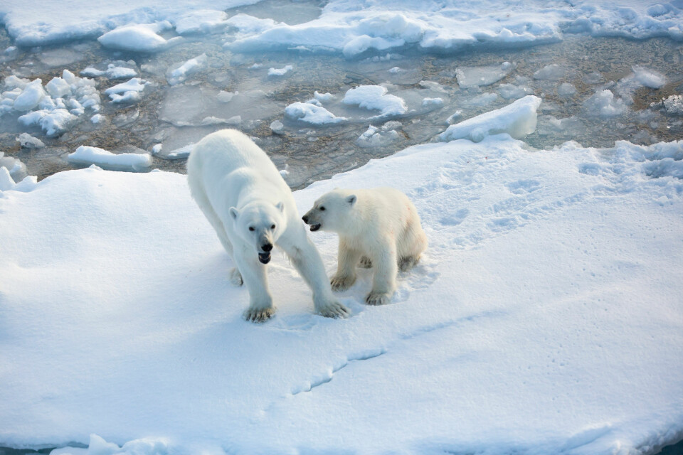 Climate change is one of the most serious threats to Arctic biodiversity. Sea ice decline strongly impacts ice-dependent species, highlighting the environmental value of ice-covered waters and the marginal ice zone. Photo: Jon Aars/Norwegian Polar Institute.