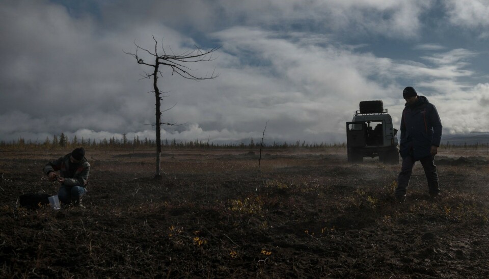 Photo: Kirill Shuchalin, Kedr