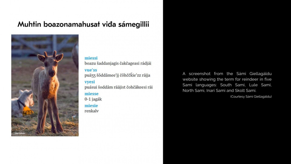 “Science shows that to learn the Sami language you need full immersion and you need to focus on learning to speak, not just understanding or reading,” says Lars Miguel Utsi, chair of the language board and vice-president of the Sami Parliament in Sweden. “But the school system in Sweden is not doing that. In the long term, this process will lead to fewer and fewer speakers and eventually the death of the languages.” Photo: Eilís Quinn/Eye on the ArcticSajos, the Sami cultural centre in Inari, Finland and home to the Sami Parliament in Finland. Photo: Eilís Quinn/Eye on the Arctic