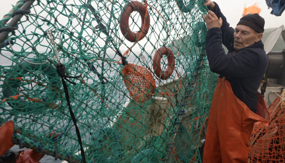 King Crab fishing nets are often lost in the Barents Sea. Photo: Elizaveta Vereykina