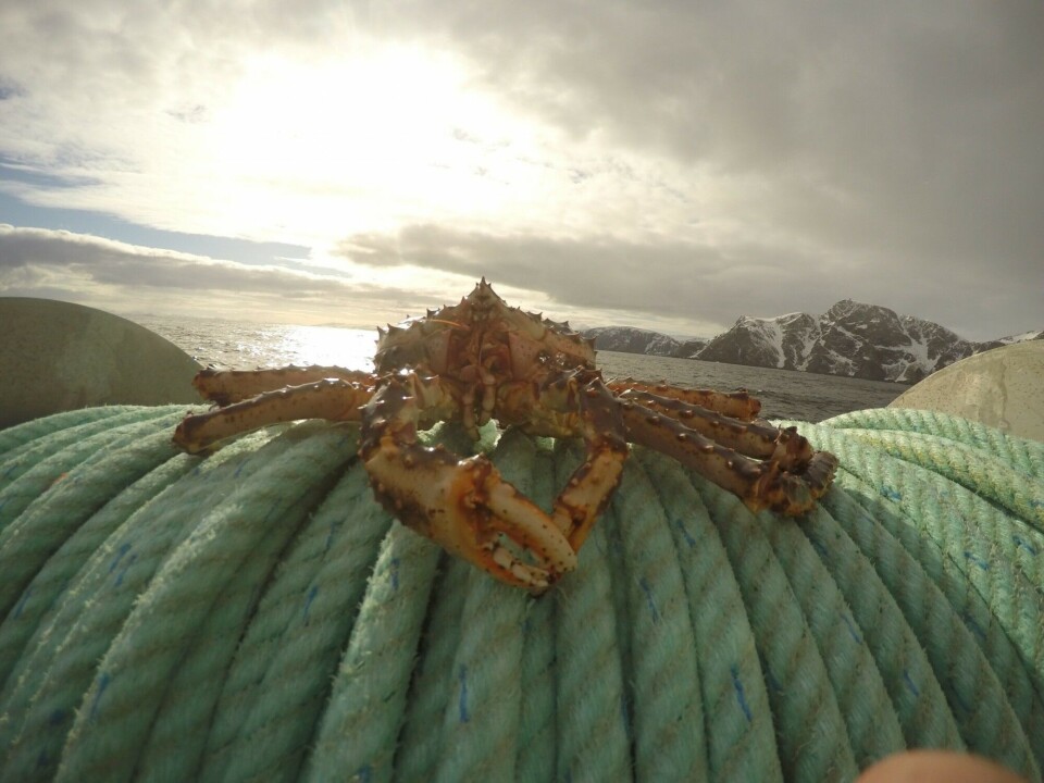 The red king crab: a blacklisted but valuable fisheries resource