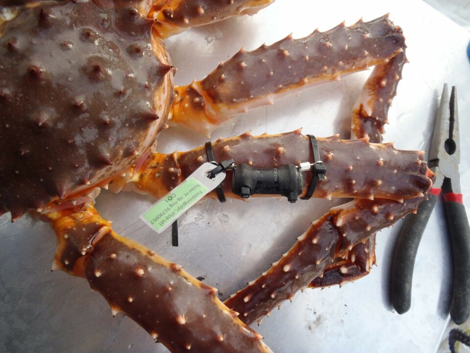 Red king crab with an acoustic tag and information on how to contact the researchers attached to a leg with cable ties. Photo: Guttorm Christensen/ Akvaplan-niva