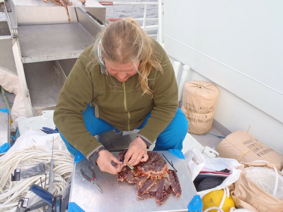 Attaching an acoustic tag to a red king crab onboard MS Stormfuglen in Gamvikfjorden. Photo: Magnus Aune / Akvaplan-niva
