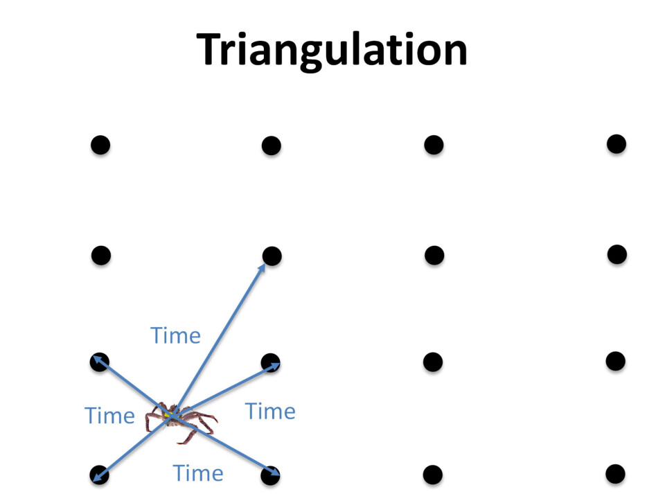 The principle behind triangulation of red king crabs within the acoustic receiver grid. Graphic: Jenny Jensen / Akvaplan-niva