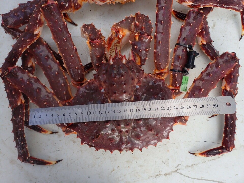 The red king crab, Paralithodes camtschaticus. Photo: Jenny Jensen / Akvaplan-niva