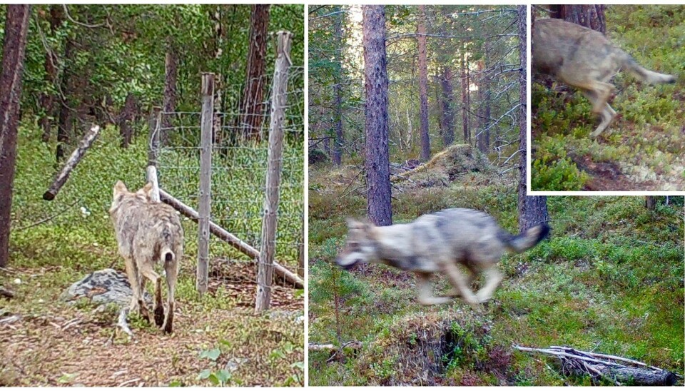 Wolves caught on camera in the Pasvik nature reserve, Finnmark county, this summer.