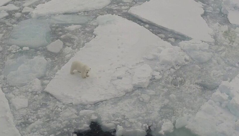 Белый медведь недалеко от Северного полюса. White bear