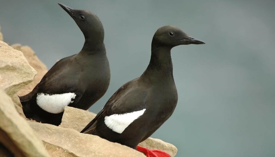 Пара чёрных кайр Манта на острове Купера.