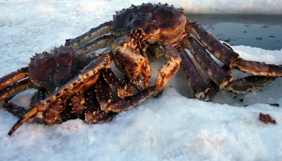 Камчатский краб. Crab