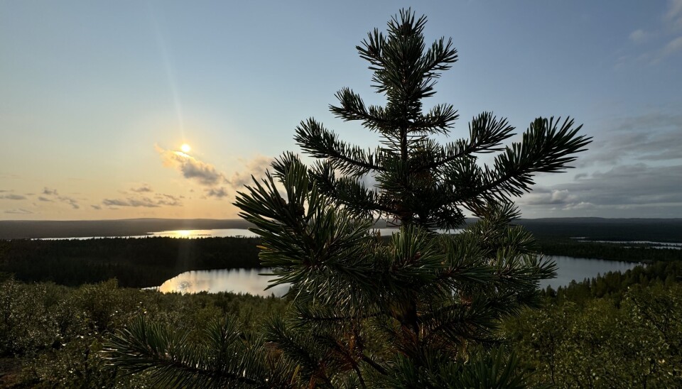 Forests are losing their carbon sink properties all over Europe.