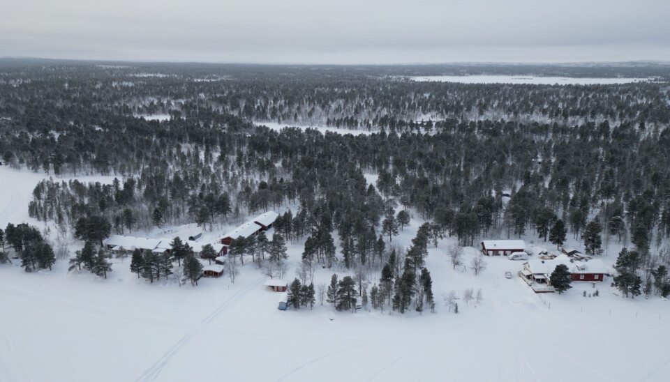 Forest in Lapland, Northern Finland