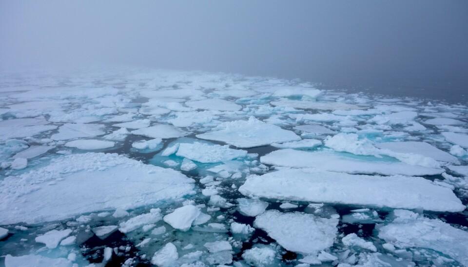 Sea ice in the northern part of the Barents Sea.