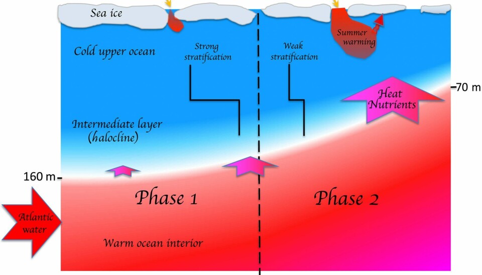 This graphic from the paper “Atlantification advances into the Amerasian Basin of the Arctic Ocean” shows how warmer Atlantic waters are affect the Arctic Ocean in two stages. First, a layer of water (called the halocline) keeps the warm water below from mixing with the surface. In the second stage, as the halocline weakens, warm water rises, melting more sea ice and bringing nutrients to the surface, speeding up the process. (“Atlantification advances into the Amerasian Basin of the Arctic Ocean”/Science Advances)