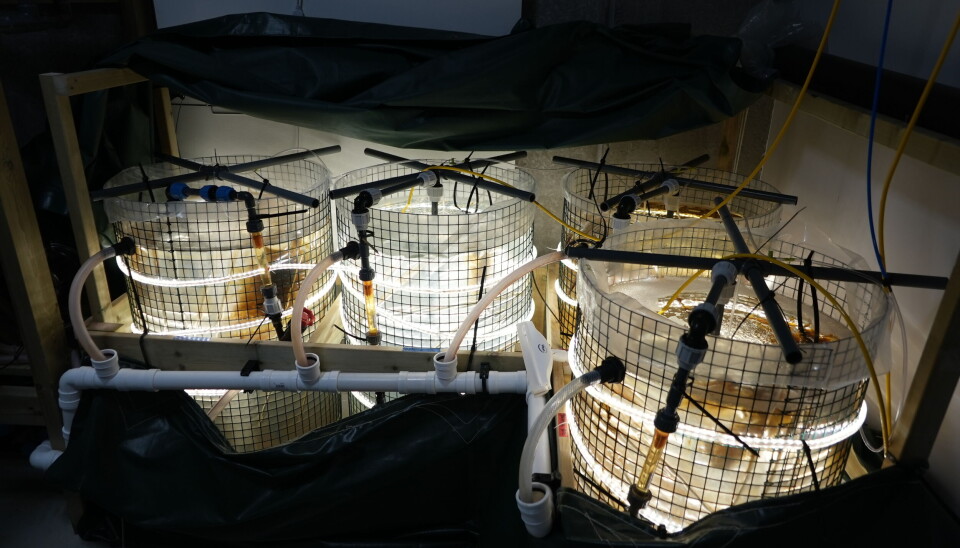 A 'nursery' inside the lab where sea weed stays for 6 weeks before being put into the ocean.