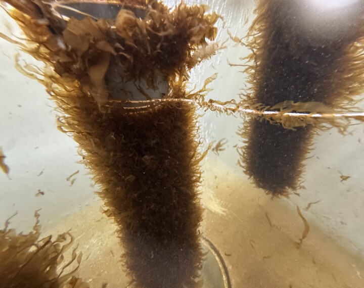 Seaweed in the lab and in the ocean grows around ropes.