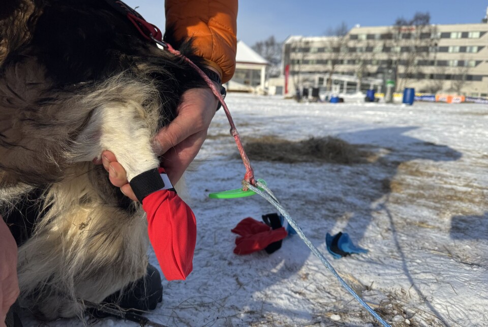 Daniel puts on special protective socks on each paw to continue the way back to Alta from Kirkenes.