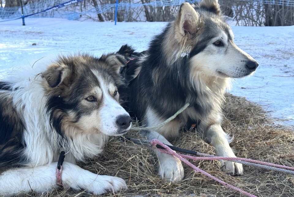 The dogs rested for 20 hours in Tana and then ran about 150 km to rest for 6 hours in Kirkenes.