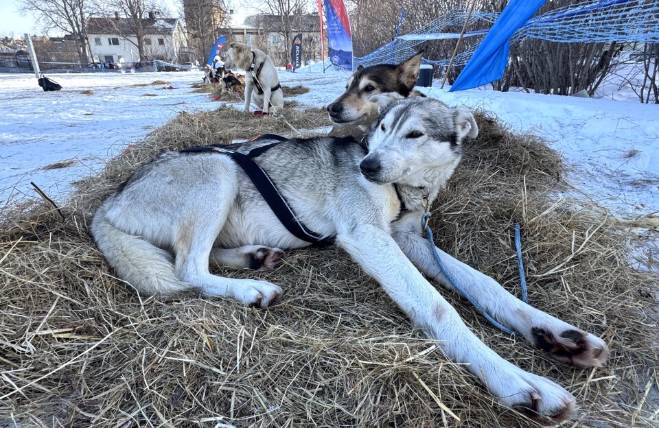 During the stop in Kirkenes, dogs take a nap and eat.
