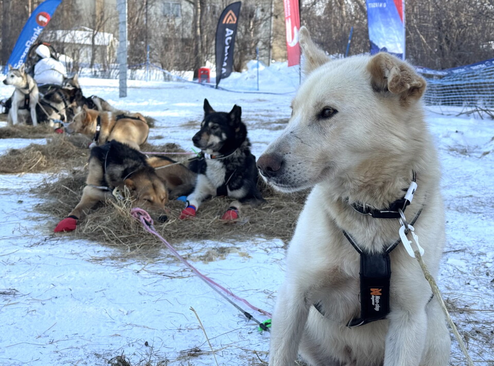 The Alaskan huskies are bred for colder temperatures and to be physically active.