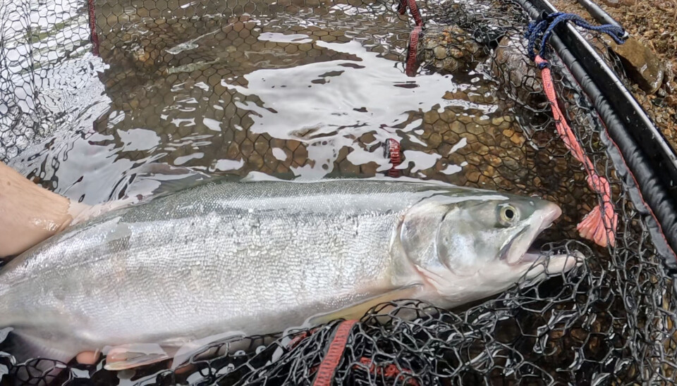 Pink salmon (Pacific salmon) caught by a Norwegian fisherman.