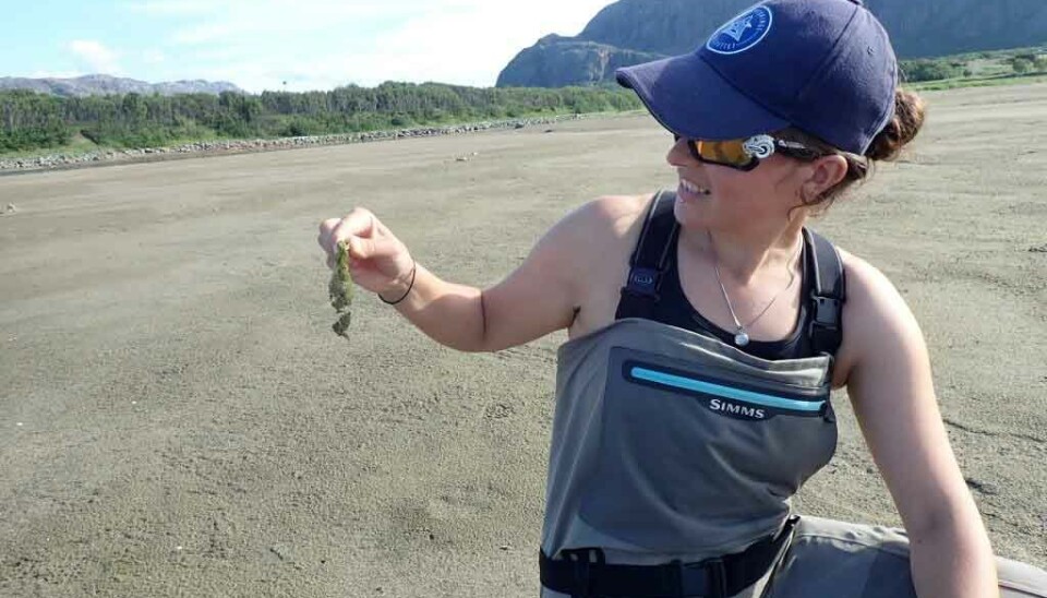 What is this? Collecting shoreline algae to assess marine-derived energy and nutrients from pink salmon carcasses.