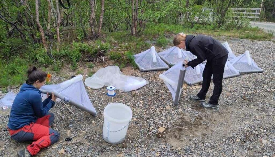 Field installations come in all sorts of creative shapes and sizes. These insect traps being prepared for deployment are designed for a specific purpose.