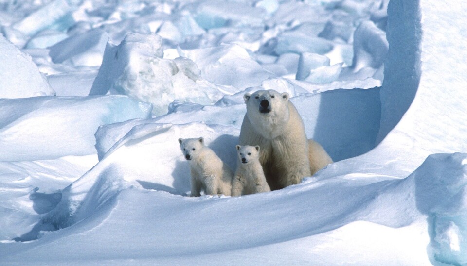 When cubs emerge from the den, they are very vulnerable and need time to adapt to the harsh Arctic.
