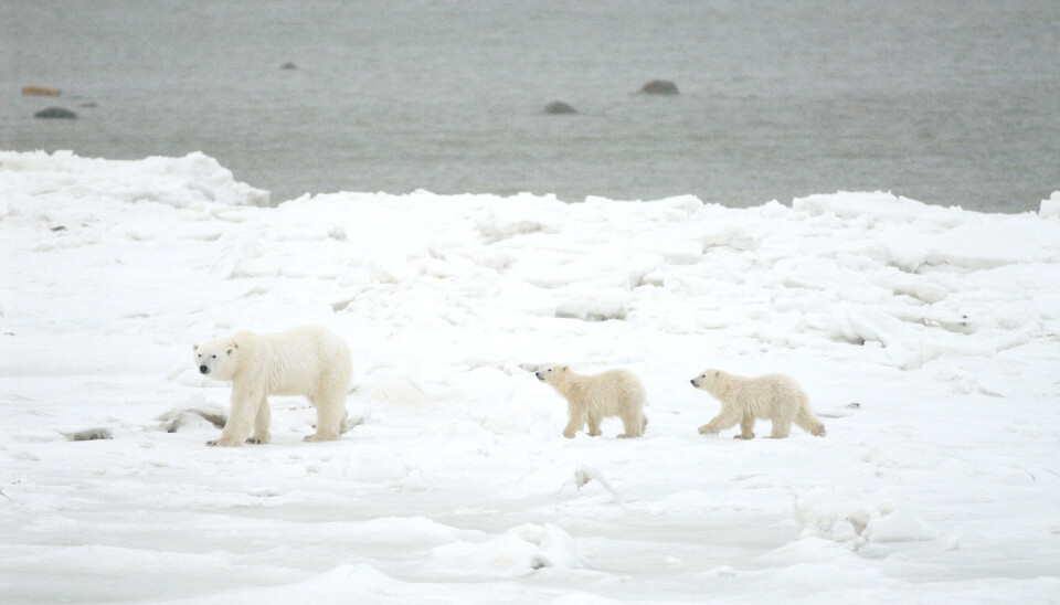 Polar bears rely on ice for hunting