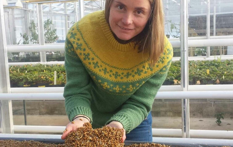 Research scientist Hilde Halland, NIBIO.