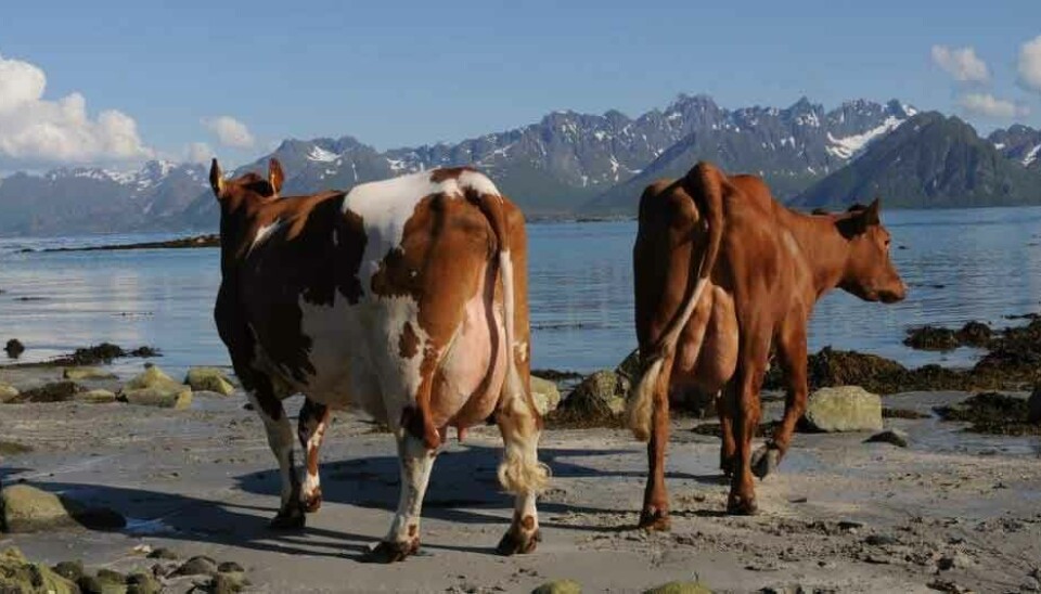 Forage-based livestock farming forms the backbone of agriculture in northern Norway. Dairy production represents the largest contributor to value creation, despite substantial structural changes in recent decades. The number of dairy farms has decreased from 2 237 in 2000 to only 659 in 2023. However, production remains stable due to increased efficiency and larger herd sizes.
