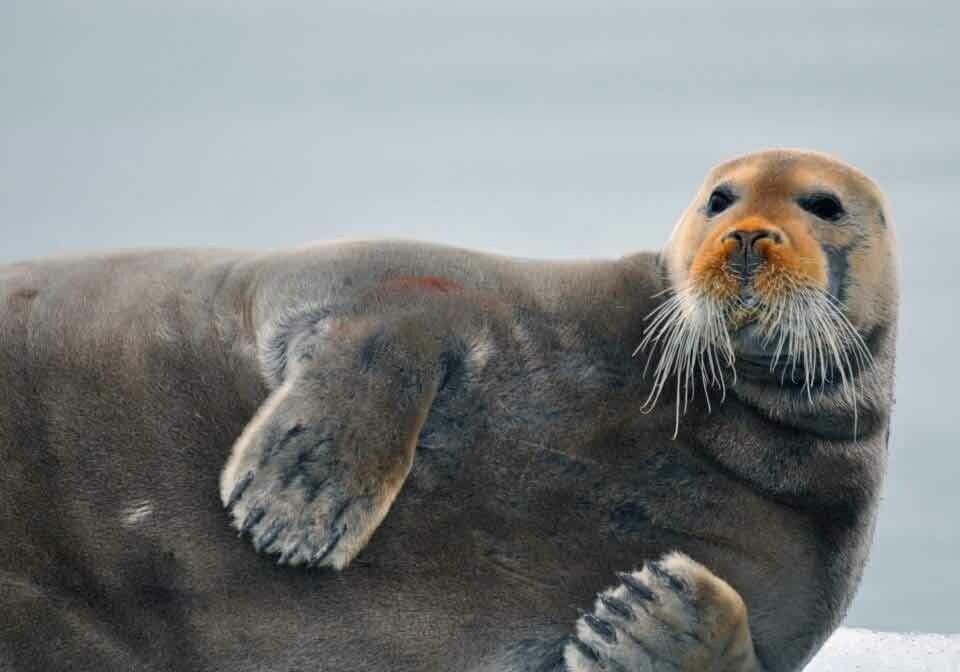 Bearded seal (Erignathus barbatus) in Kongsfjorden.
