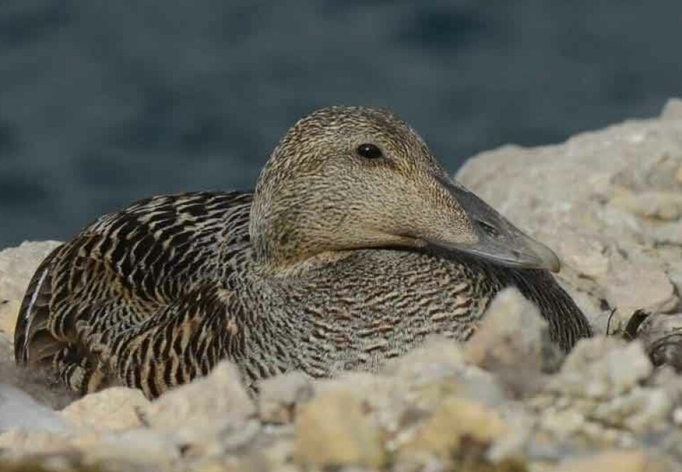 Incubating common eider (Somateria mollissima) breeding in Kongsfjorden.